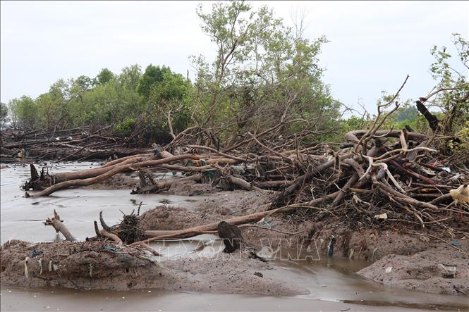 Sóng biển mạnh trong mùa gió chướng tàn phá đai rừng phòng hộ biển Gò Công (Đồng Tháp). Ảnh: Hữu Chí - TTXVN