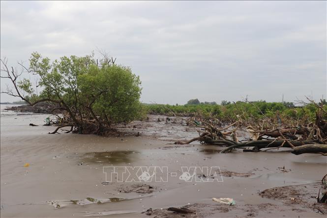 Sóng biển trong mùa gió chướng tiếp tục gây xói lở đai rừng phòng hộ biển Gò Công. Ảnh: Hữu Chí - TTXVN