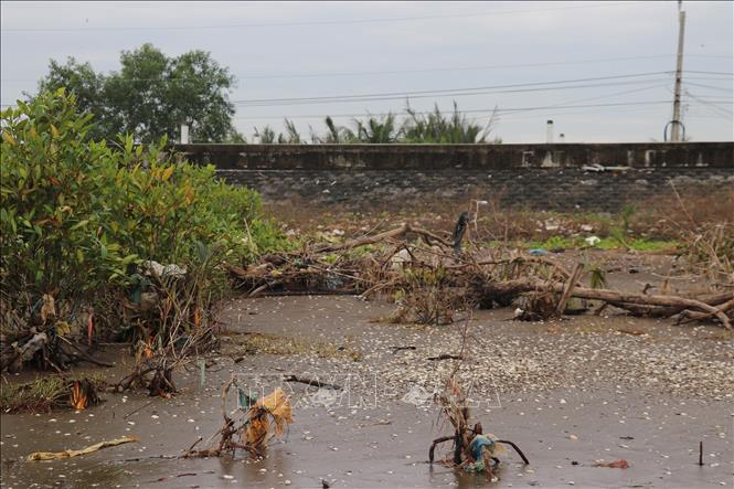 Tuyến đê biển Gò Công trước nguy cơ bị sóng biển uy hiếp trực diện khi đai rừng phòng hộ bị xói lở. Ảnh: Hữu Chí - TTXVN