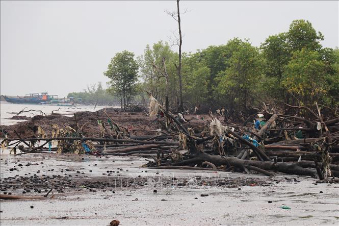 Đai rừng phòng hộ đã bị sóng biển xâm thực, gây xói lở. Ảnh: Hữu Chí - TTXVN