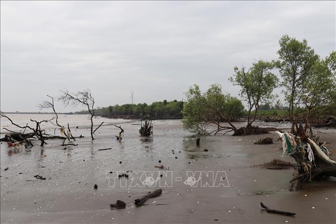 Bảo vệ và tái tạo đai rừng phòng hộ biển Gò Công là việc làm cấp thiết để bảo đảm an toàn cho tuyến đê biển huyết mạch. Ảnh: Hữu Chí - TTXVN