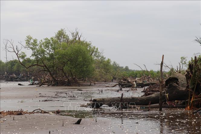 Những rặng cây xanh hiếm hoi của đai rừng phòng hộ còn sót lại sau khi bị nước biển xâm thực. Ảnh: Hữu Chí - TTXVN