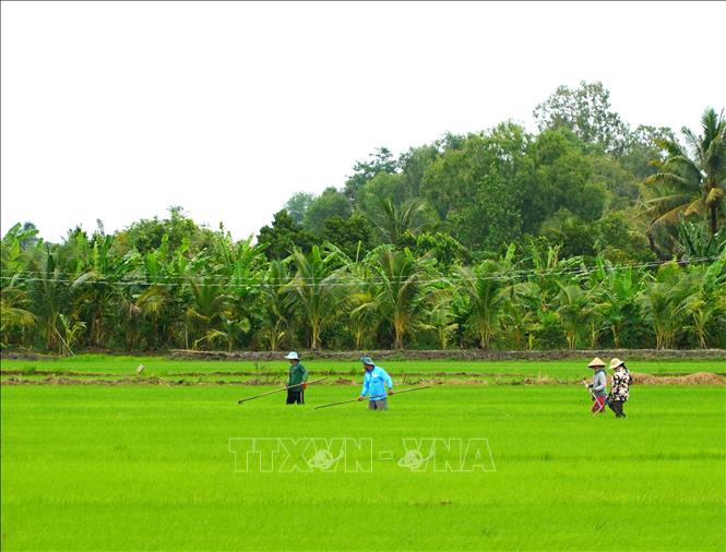Nông dân xã Long Thạnh, tỉnh An Giang, tỉa dặm lúa Đông Xuân. Ảnh: Văn Sĩ - TTXVN