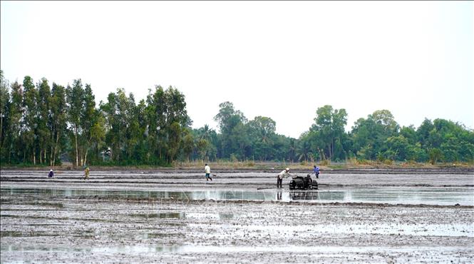 Nông dân xã Ngọc Chúc, tỉnh An Giang, cải tạo đất để gieo sạ lúa Đông Xuân. Ảnh: Văn Sĩ - TTXVN
