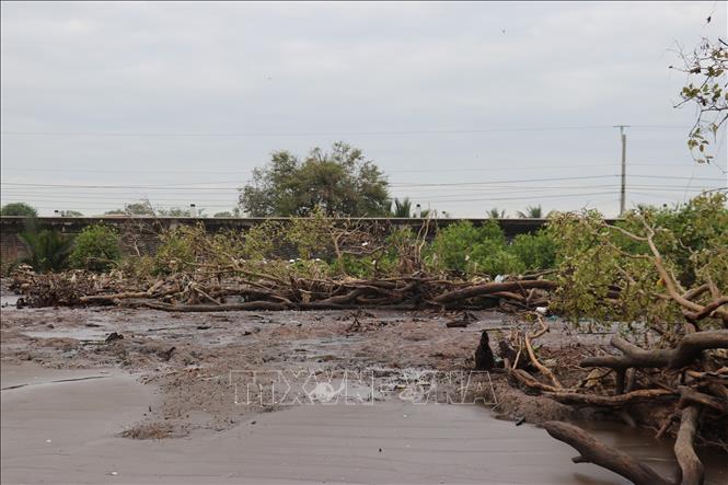 Đai rừng phòng hộ bị xâm thực nghiêm trọng, uy hiếp trực tiếp tuyến đê biển Gò Công. Ảnh: Hữu Chí - TTXVN