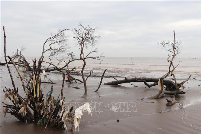 Đai rừng phòng hộ biển Gò Công của tỉnh Đồng Tháp bị xâm thực nghiêm trọng. Ảnh: Hữu Chí - TTXVN 