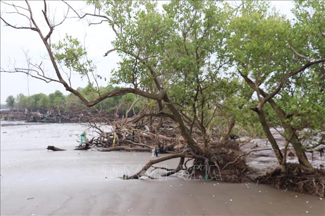 Đai rừng phòng hộ bị sóng biển xâm thực ngày một mỏng dần, có nguy cơ bị xóa sổ. Ảnh: Hữu Chí - TTXVN