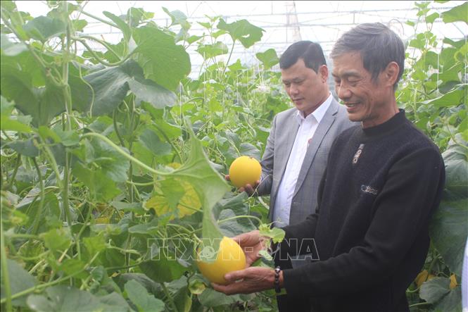 Ông Phương mạnh dạn chuyển đổi 5.000 m² đất trồng cói sang trồng các loại cây ăn quả có giá trị kinh tế cao và ổn định. Ảnh: Khiếu Tư-TTXVN 