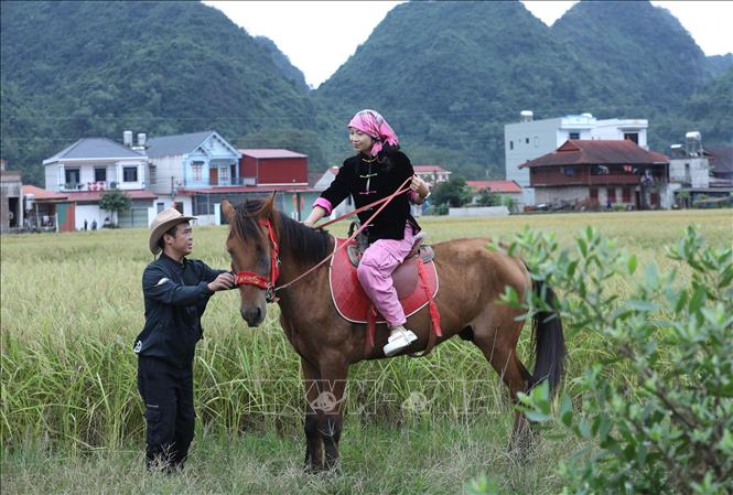 Hướng dẫn du khách trải nghiệm cưỡi ngựa trên cánh đồng xã Bắc Sơn, tỉnh Lạng Sơn. Ảnh: Anh Tuấn – TTXVN