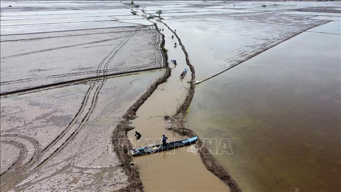 Người dân xã Thường Phước (tỉnh Đồng Tháp) đánh bắt cá trên cánh đồng đã rút cạn nước. Ảnh: Nhựt An - TTXVN