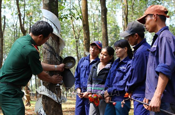 Công ty 74 (Binh đoàn 15) tạo việc làm và thu nhập ổn định cho gần 1.500 lao động là người dân tộc thiểu số trên địa bàn tỉnh Gia Lai. Ảnh: Dương Giang – TTXVN