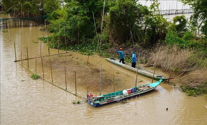 Người dân dặm chà để bắt cá trên sông tại khu vực giáp ranh giữa phường Thường Lạc và xã Thường Phước (tỉnh Đồng Tháp). Ảnh: Nhựt An - TTXVN