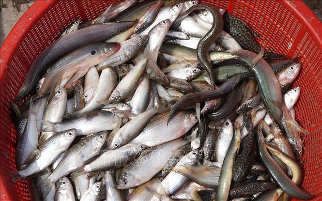 Người dân bắt được nhiều loại thủy sản vào cuối mùa lũ. Ảnh: Nhựt An - TTXVN