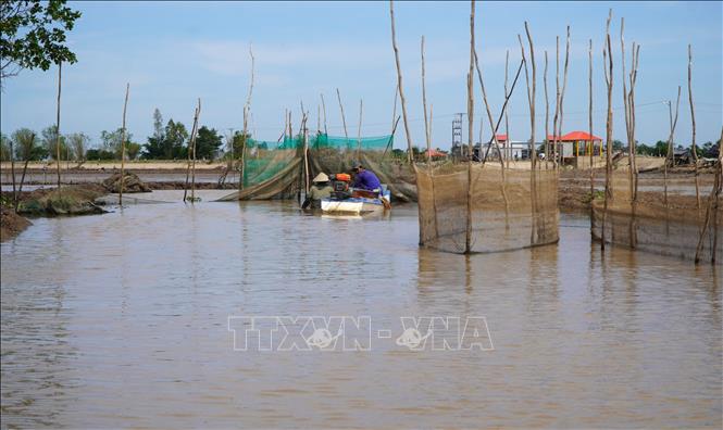 Người dân đặt dớn bắt cá trên tuyến kênh nội đồng dẫn nước từ đồng ruộng ra sông. Ảnh: Nhựt An - TTXVN