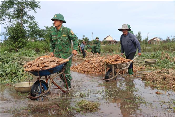 Các chiến sĩ Bộ đội biên phòng Đồn biên phòng Đức Minh (Quảng Ngãi) giúp người dân thu hoạch củ mì bị ngập sâu do nước lũ. Ảnh: Phạm Cường-TTXVN