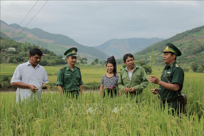 Cán bộ, chiến sĩ biên phòng hướng dẫn người dân xã Chiềng Khương, huyện Sông Mã (Sơn La) kỹ thuật chăm sóc lúa (2022). Ảnh: Hữu Quyết – TTXVN