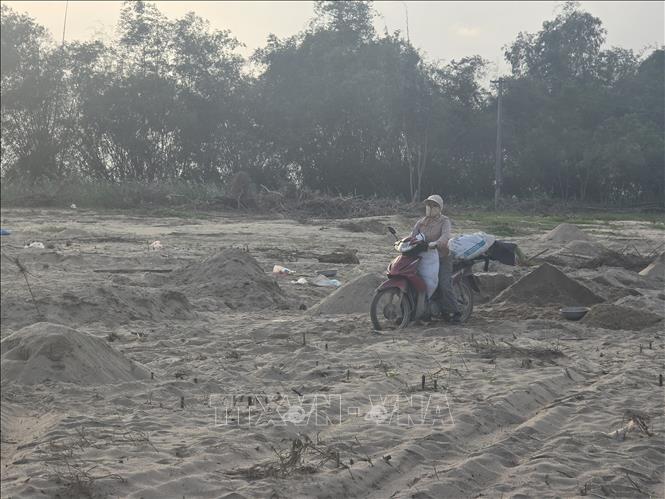 Cát phủ trắng nhiều diện tích đất sản xuất nông nghiệp tại xã Gò Nổi (thành phố Đà Nẵng), ảnh hưởng đến lịch gieo trồng vụ Đông Xuân 2025-2026 của người dân. Ảnh: Khoa Chương - TTXVN