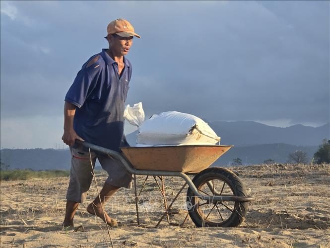 Người dân tại xã Gò Nổi (thành phố Đà Nẵng) tất bật dọn dẹp khi lượng cát đổ về quá lớn và dày, làm chậm trễ mùa vụ. Ảnh: Khoa Chương - TTXVN