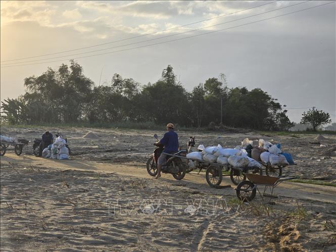 Người dân tại xã Gò Nổi (thành phố Đà Nẵng) tất bật dọn dẹp khi lượng cát đổ về quá lớn và dày, làm chậm trễ mùa vụ. Ảnh: Khoa Chương - TTXVN