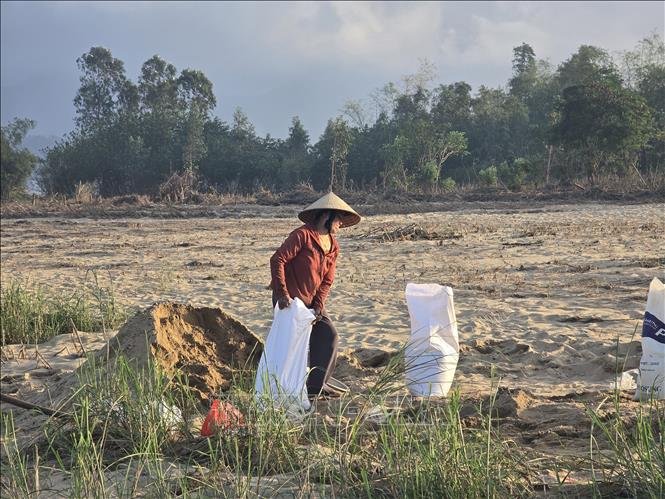 Người dân xã Gò Nổi (thành phố Đà Nẵng) hốt dọn cát để gieo trồng vụ Đông Xuân 2025-2026. Ảnh: Khoa Chương - TTXVN