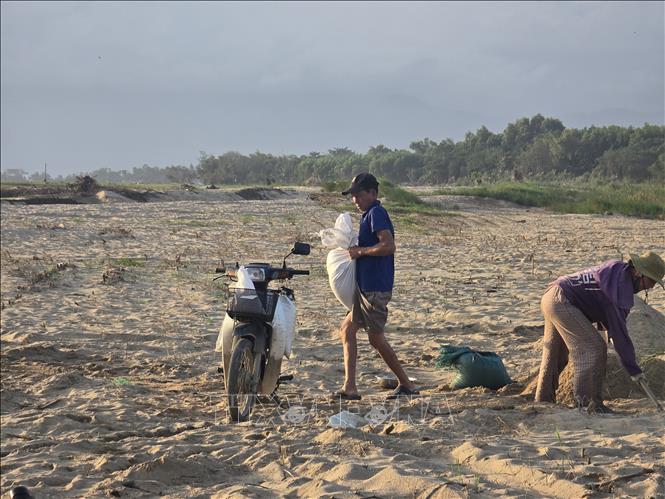 Người dân tại xã Gò Nổi (thành phố Đà Nẵng) nỗ lực dọn cát để canh tác vụ Đông Xuân. Ảnh: Khoa Chương - TTXVN