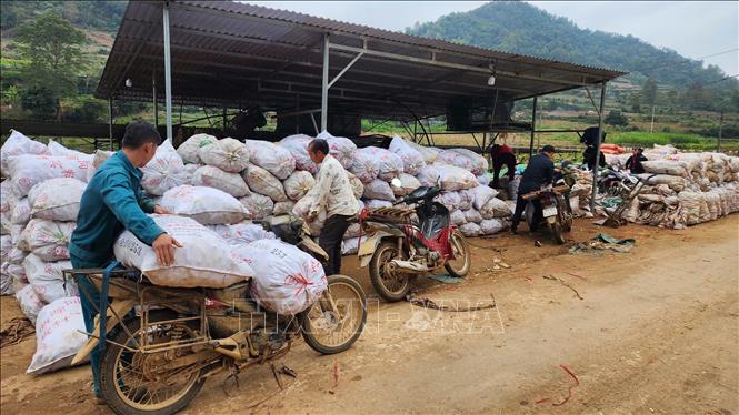 Dong riềng ở Cao Bằng đạt năng suất cao nhưng đang gặp áp lực khi giá giảm mạnh. Ảnh: Chu Hiệu-TTXVN