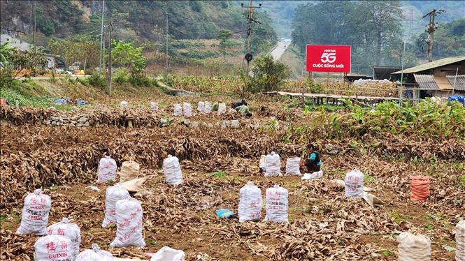 Nông dân xã Nguyễn Huệ, tỉnh Cao Bằng thu hoạch dong riềng. Ảnh: Chu Hiệu-TTXVN