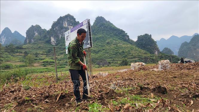 Nông dân tỉnh Cao Bằng thu hoạch dong riềng. Ảnh: Chu Hiệu-TTXVN