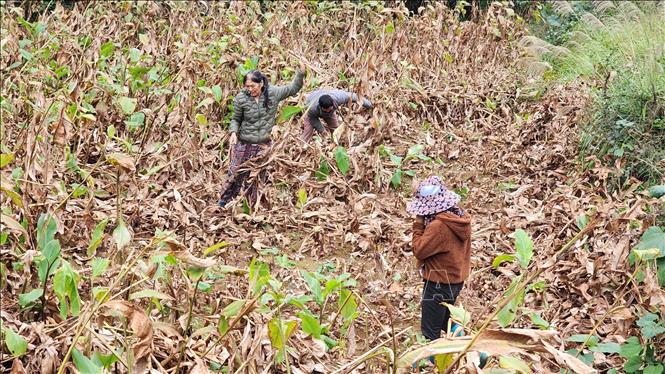 Nông dân xã Nguyễn Huệ, tỉnh Cao Bằng, thu hoạch dong riềng. Ảnh: Chu Hiệu-TTXVN