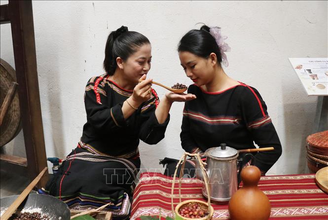 Người Ê Đê cảm nhận độ chín của cà phê bằng màu sắc và hương thơm. Ảnh: Tuấn Anh - TTXVN 