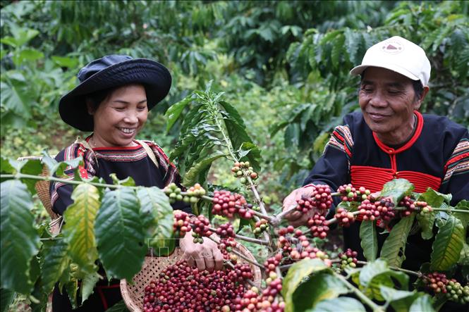 Người Ê Đê thu hoạch cà phê từ tháng 11 đến tháng 1 năm sau. Ảnh: Tuấn Anh - TTXVN