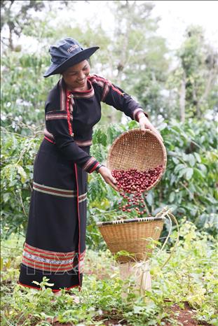 Cà phê đã gắn bó với người Ê Đê hơn 100 năm, trở thành nét đặc sắc không thể thiếu trong đời sống buôn làng. Ảnh: Tuấn Anh - TTXVN 