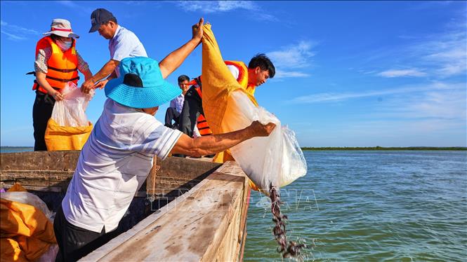 Hoạt động thả cá giống xuống hồ Dầu Tiếng là một trong những giải pháp quan trọng phục hồi hệ sinh thái thủy sinh, hướng tới khai thác thủy sản bền vững. Ảnh: Minh Phú - TTXVN