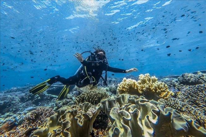 Du khách quốc tế trải nghiệm lặn biển. Ảnh: TTXVN phát 