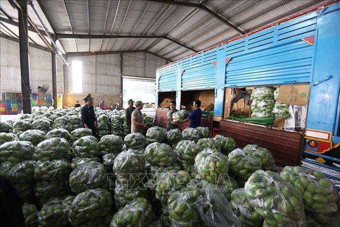 Hàng nông sản nhập khẩu qua cửa khẩu quốc tế Lệ Thanh, xã IA Dom, tỉnh Gia Lai. Ảnh: Vũ Sinh - TTXVN