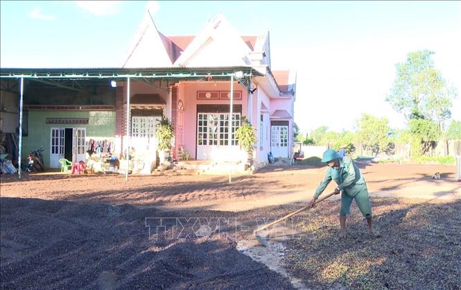 Nông dân các địa phương phía Tây tỉnh Gia Lai đang vào cao điểm thu hoạch cà phê.
Ảnh: Hoài Nam - TTXVN