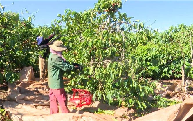 Nông dân các địa phương phía Tây tỉnh Gia Lai đang vào cao điểm thu hoạch cà phê. Ảnh: Hoài Nam - TTXVN