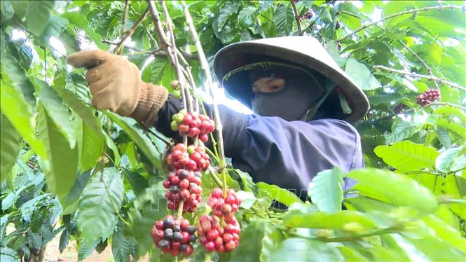 Nông dân các địa phương phía Tây tỉnh Gia Lai đang vào cao điểm thu hoạch cà phê. Ảnh: Hoài Nam - TTXVN