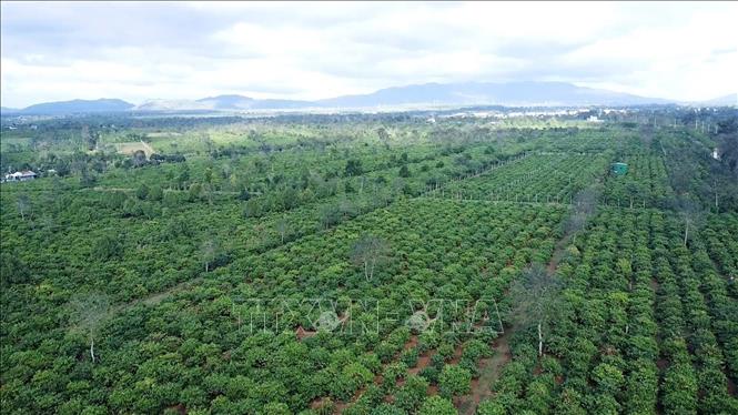 Nông dân các địa phương phía Tây tỉnh Gia Lai đang vào cao điểm thu hoạch cà phê. Ảnh: Hoài Nam - TTXVN