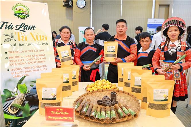 Dự án Trà lam Lù A Châu - trà san tuyết cổ thụ Tà Xùa, Sơn La với phương thức sản xuất độc đáo của đồng bào H'Mông. Ảnh: Khánh Hoà - TTXVN