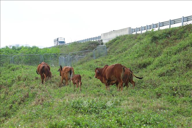 Nhiều tháng qua, tình trạng người dân tự ý tháo dỡ hàng rào chắn B40 của hành lang bảo vệ tuyến cao tốc Diễn Châu - Bãi Vọt để chăn thả gia súc trở nên phổ biến, diễn ra thường xuyên. Ảnh: Xuân Tiến - TTXVN 