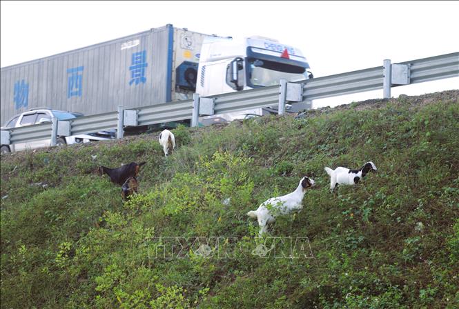 Không ít tài xế đã phải bật tín hiệu cảnh báo để giảm vận tốc, bóp còi inh ỏi khi nhận thấy đàn dê di chuyển sát mép đường cao tốc. Ảnh: Xuân Tiến - TTXVN