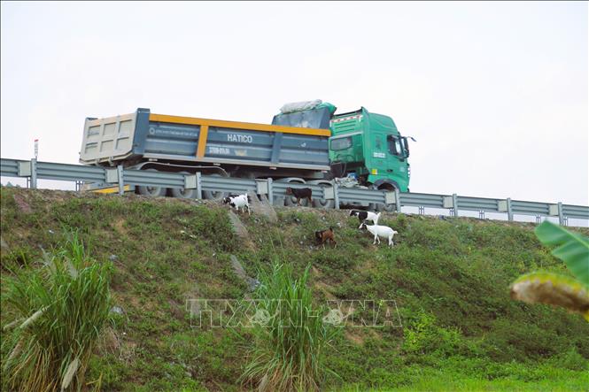 Đàn dê ăn cỏ sát đường cao tốc, nhiều cá thể tìm cách đi vào mặt đường nhưng bị rào chắn ngáng lối. Ảnh: Xuân Tiến - TTXVN 