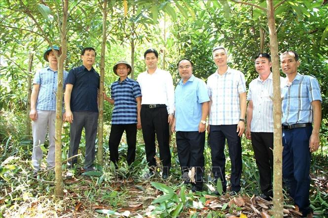 Đoàn công tác tỉnh Lai Châu thăm mô hình trồng quế của Bí thư chi bộ Lý Văn Chém (thứ 3 từ trái sang) bảnTáng Ngá, xã Mường Mô. Ảnh: TTXVN phát