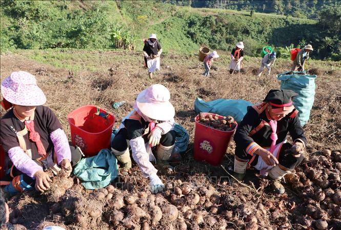 Mỗi ha khoai sọ thu về khoảng 50-60 triệu đồng/vụ. Ảnh: Nguyễn Oanh-TTXVN.