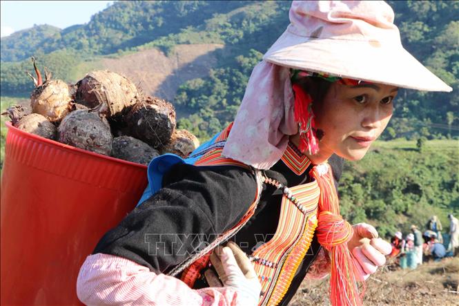 Cây khoai sọ mang lại thu nhập khá cho nông dân Lai Châu. Ảnh: Nguyễn Oanh-TTXVN.