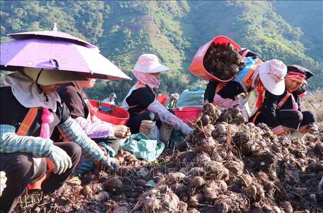 Thời điểm hiện tại, 1kg khoai sọ được bán với giá 15.000 đồng. Ảnh: Nguyễn Oanh-TTXVN