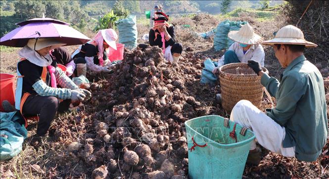 Nông dân bản Sơn Bình, xã Phong Thổ thu hoạch khoai sọ. Ảnh: Nguyễn Oanh-TTXVN