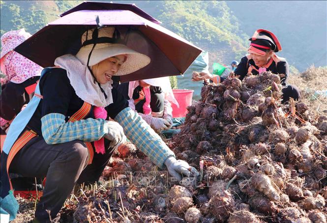 Nông dân vui mừng khi khoai sọ năm nay được mùa, giá cả ổn định. Ảnh: Nguyễn Oanh-TTXVN