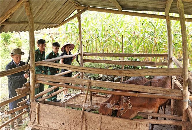 Biên phòng bản Lầu, Lao Cai hỗ trợ hộ đồng bào Mông có hoàn cảnh khó khăn nuôi bò sinh sản. Ảnh: Trần Việt - TTXVN 